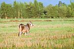 Thai Native Breed Cow On Grass Stock Photo