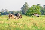 Thai Native Breed Cow On Grass Stock Photo