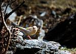 The Bird Perched On A Rock Stock Photo