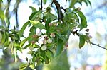 The Blooming Of Apple Trees Stock Photo