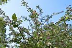 The Blooming Of Apple Trees Stock Photo