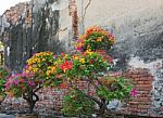 The Bright Pink Bougainvillea Flowers, Red, Yellow, Green The Ol Stock Photo