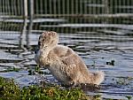 The Close-up Of The Young Mute Swan Stock Photo