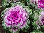 The Colorful,eatable Vegetables In The Garden Stock Photo