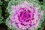 The Colorful,eatable Vegetables In The Garden Stock Photo