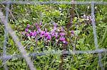 The Cyclamen Blooming In Israel	 Stock Photo