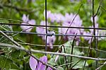 The Cyclamen Blooming In Israel	 Stock Photo