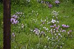 The Cyclamen Blooming In Israel	 Stock Photo