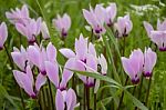 The Cyclamen Blooming In Israel	 Stock Photo