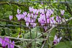 The Cyclamen Blooming In Israel	 Stock Photo