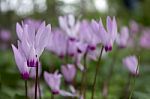 The Cyclamen Blooming In Israel	 Stock Photo