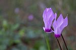 The Cyclamen Blooming In Israel	 Stock Photo