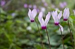 The Cyclamen Blooming In Israel	 Stock Photo