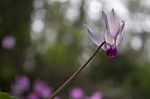 The Cyclamen Blooming In Israel	 Stock Photo