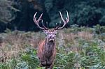 The Deer Of Richmond Park Stock Photo