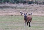 The Deer Of Richmond Park Stock Photo