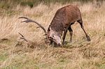 The Deer Of Richmond Park Stock Photo