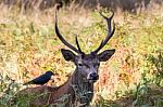 The Deer Of Richmond Park Stock Photo