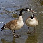 The Disagreement Of A Pair Stock Photo