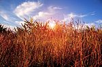 The Dry Grass With Blue Sky Stock Photo