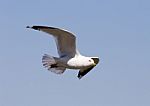 The Flying Gull's Close-up Stock Photo