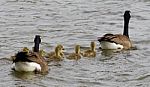 The Geese Family Convoy Stock Photo