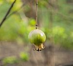 The Green Pomegranate Is Growing Stock Photo