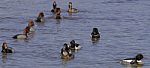 The Groups Of Different Ducks Stock Photo