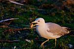 The Gull Is Going Somewhere With The Food Stock Photo