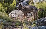 The Iberian Wolf Stock Photo