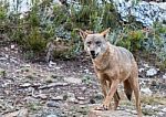 The Iberian Wolf Stock Photo