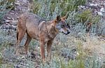 The Iberian Wolf Stock Photo