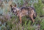 The Iberian Wolf Stock Photo