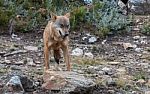 The Iberian Wolf Stock Photo