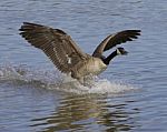 The Landing Goose Stock Photo