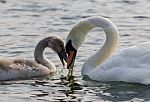 The Mother-swan And Her Son. The Shape Of The Heart Stock Photo