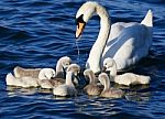 The Mother-swan Helps Her Chicks To Get The Algae From The Lake Stock Photo