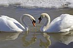 The Mute Swans In Love. The Heart Shape Stock Photo