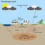 The Nitrogen Cycle Stock Photo