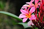 The Pink Plumeria Plan Stock Photo