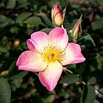 The Pink Rose, Love Hopeful And Expectant Stock Photo