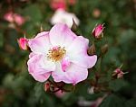 The Pink Rose, Love Hopeful And Expectant Stock Photo