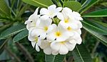 The Plumeria Bouquet Stock Photo