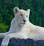 The Portrait Of A Lion Stock Photo