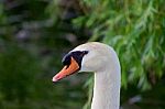 The Portrait Of The Mute Swan Stock Photo