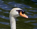 The Portrait Of The Mute Swan With The Water On The Background Stock Photo