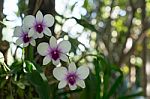 The Purple Orchid White Dew Backdrop Beautiful Bokeh Stock Photo