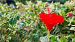 The Red Hibiscus Flower Stock Photo