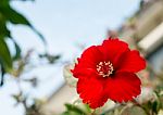 The Red Hibiscus Flower (focus On Pollen) Stock Photo