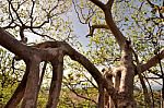 The Roots Of Strange Trees Shape Stock Photo